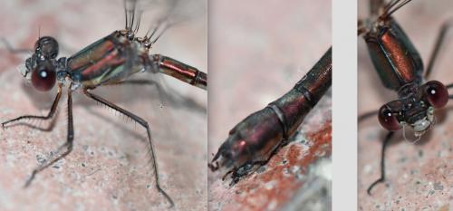 Chalcolestes viridis
